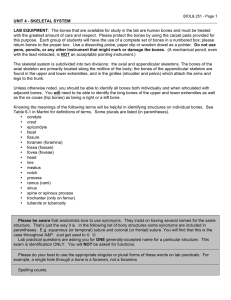 UNIT 4 - SKELETAL SYSTEM LAB EQUIPMENT: The bones that are