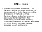 CNS: Spinal Cord Function