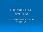 DipaCH6 - THE SKELETAL SYSTEM