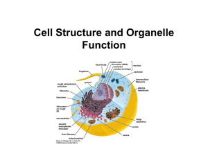 Prokaryotic Cells