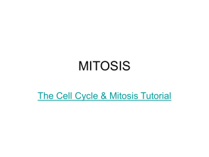 MITOSIS