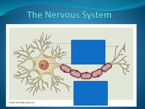 “Definitions” section of your binder Central nervous system