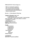 PROKARYOTIC CELLS (Chapter 4): **DNA not enclosed by