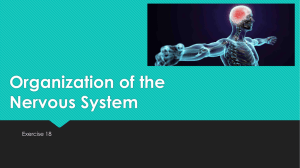 Organization of the Nervous System