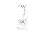 Nervous system slides