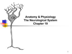 Anatomy and Physiology Chapter 19 Neurological System