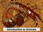 Introduction to Animals