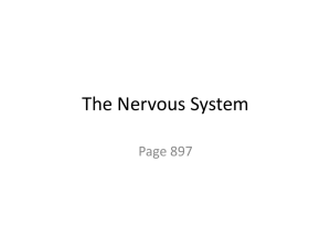 The Nervous System