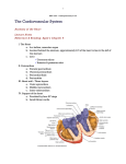 Anatomy of the Heart