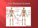 The Skeletal System