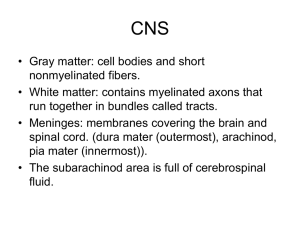 CNS