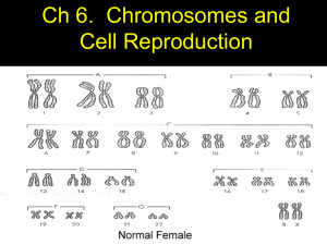 Ch 6. Chromosomes and Cell Reproduction