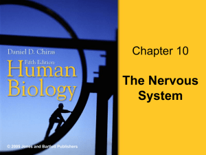 Chapter 11 The Nervous System