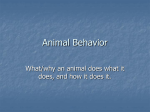 Animal Behavior