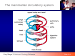 circulation blood leaf sex cells images