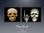 The Skull - WordPress.com