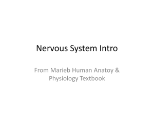 REVIEW OF Nervous system anatomy File