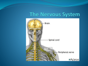 The Nervous System