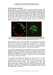 Tead4 triggers trophectoderm