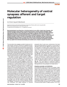 Molecular heterogeneity of central synapses: afferent and target