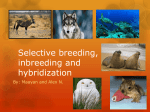 Selective breeding, inbreeding and hybridization