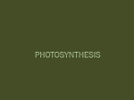 Photosynthesis