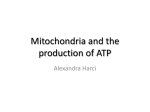 Mitochondria