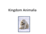 Kingdom Animalia