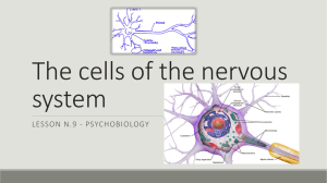 Spinal nerves