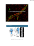 Neuroscience 5e