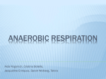 Anaerobic Respiration