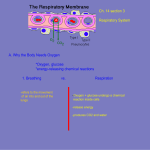 File - Incarnation Science