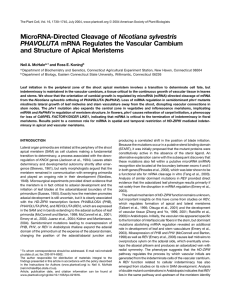 MicroRNA-Directed Cleavage of Nicotiana sylvestris