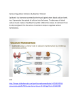 Calcium Regulation Calcitonin by Beatrice Totimeh Calcitonin is a