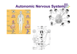 Autonomic Nervous System