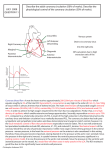 JULY 2008 QUESTION 11 Describe the adult coronary circulation