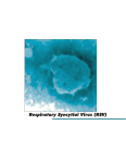 respiratory syncytial virus