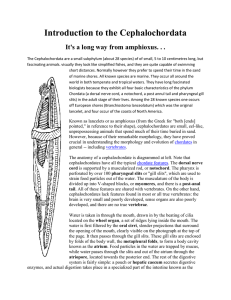 Amphioxus Reading