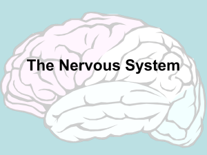 The Nervous System