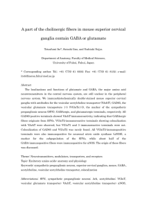 A part of the cholinergic fibers in mouse superior cervical ganglia