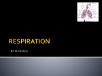 respiration - ScienceStLaurence