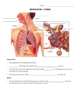 Respiratory System Lecture