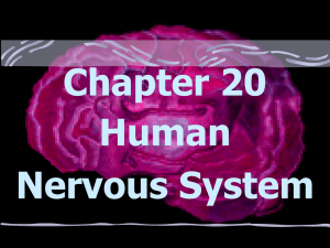 Nervous System