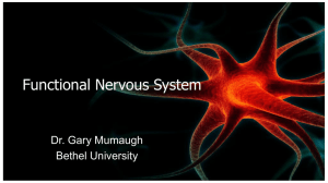 functional nervous system power point