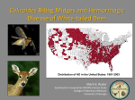 Hemorrhagic Disease of White