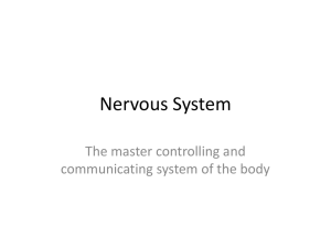 Nervous System