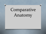 Comparative Anatomy