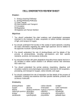 cell energetics review sheet