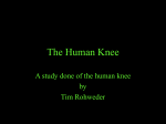 The Human Knee