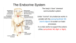 The Endocrine System